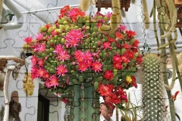 INJERTO EN FLORACION