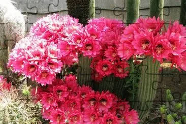 FLORES  FUCSIAS DE TRICHOCEREUS jigsaw puzzle