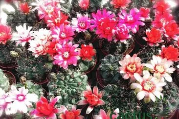 FLORACION DE GYMNOCALYCIUM BALDIANUN