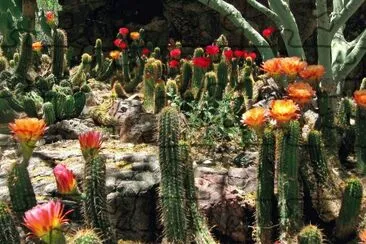 VARIEDAD DE TRICHOCEREUS