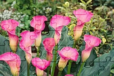 FLOR DE CALA GRABIELLE