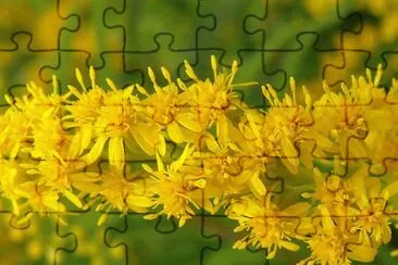 FLOR DE BARA DE OURO jigsaw puzzle