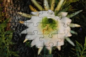 FLOR REYNA DE LA NOCHE jigsaw puzzle
