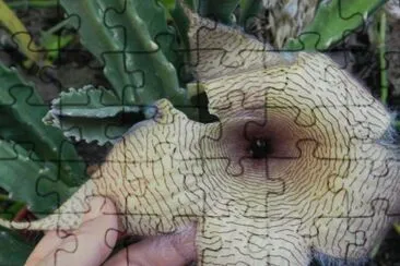 STAPELIA GIGANTEA