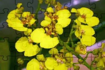 OrquÃ­dea Chelyorchis ampliata jigsaw puzzle
