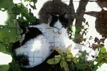 פאזל של MICHI DURMIENDO LA SIESTA