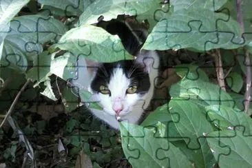 MICHI ESCONDIENDOSE jigsaw puzzle