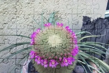 CORONITA DE MAMMILLARIA