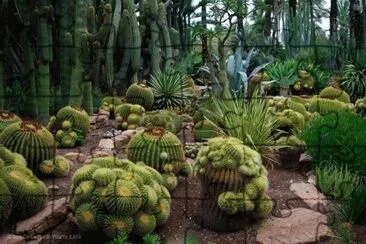 ECHINOCACTUS GRUNSONII