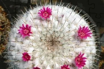 flores jigsaw puzzle