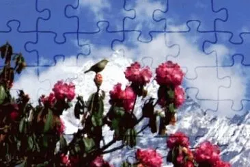 alpine meadow jigsaw puzzle