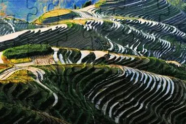 Rice Fields jigsaw puzzle