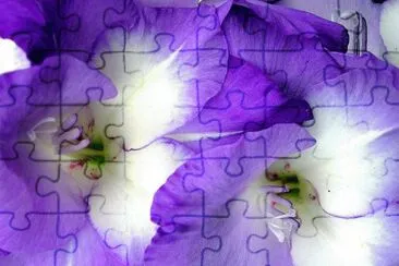 fleurs: glaieuls