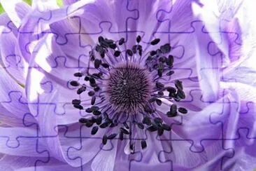 fleurs: anÃ©mone