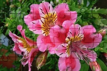 fleurs: alstomÃ©ria