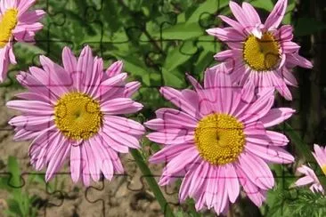 tanacetum