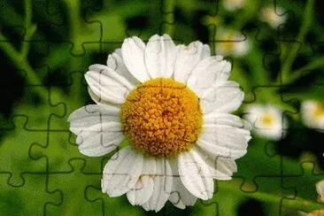 tanacetum