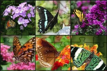 borboletas jigsaw puzzle