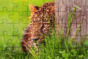 LEOPARDO