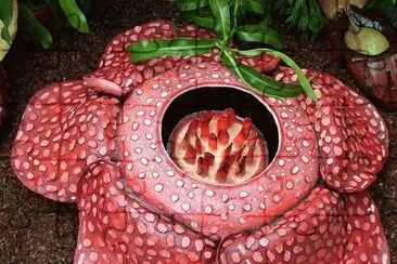 פאזל של Rafflesia Arnoldii worlds largest Flower from Asia