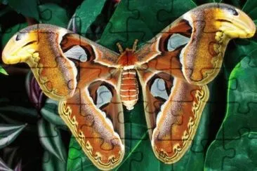 Butterfly with a 10 to 12 inches wingspan  Asia