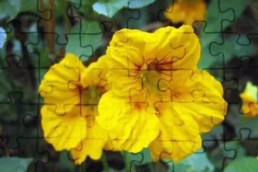 capucines jigsaw puzzle