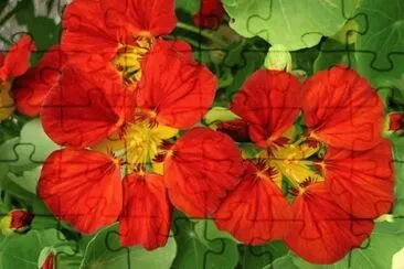 capucines jigsaw puzzle