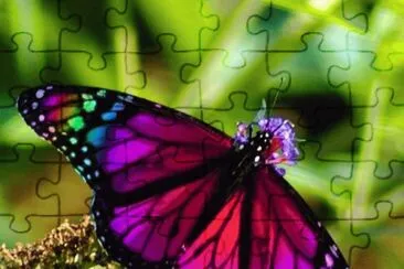 mariposa