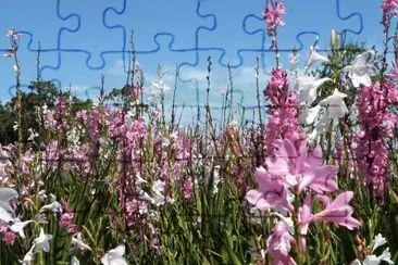 FLORES jigsaw puzzle