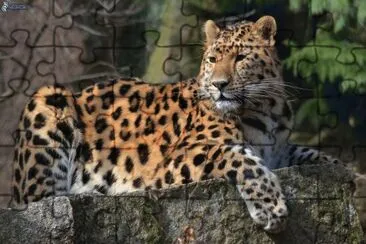 LEOPARDO jigsaw puzzle