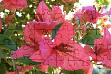 Bougainvillea jigsaw puzzle