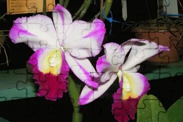 OrquÃ­dea