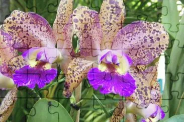 OrquÃ­dea