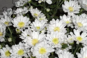 margaridas