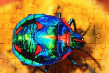 Cotton Harlequin Bug  Brasil jigsaw puzzle