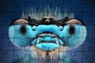 Macro insect Photography jigsaw puzzle