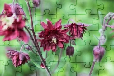 ancolie jigsaw puzzle