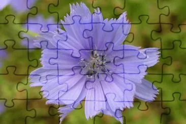 chicorÃ©e jigsaw puzzle