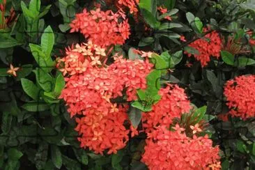 fleurs des iles jigsaw puzzle