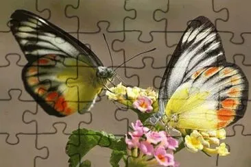 - beleza!,(o3) jigsaw puzzle