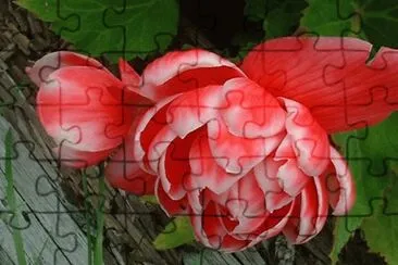begonia