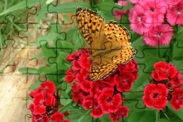papillon
