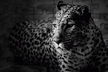 LEOPARDO jigsaw puzzle