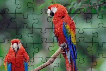 GUACAMAYAS jigsaw puzzle