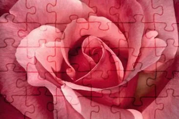 Pink Rose jigsaw puzzle