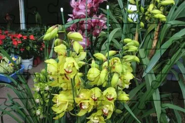 orchidÃ©es