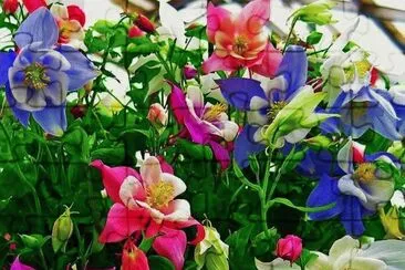 Columbine Flowers jigsaw puzzle