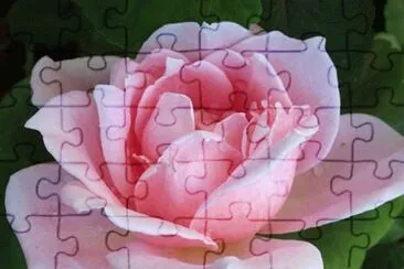 Damask Rose jigsaw puzzle