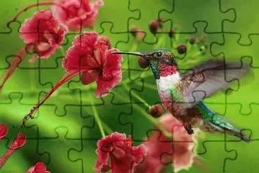 beija flor jigsaw puzzle