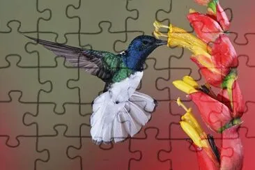 beija flor jigsaw puzzle